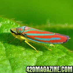 leafhopper-crop1.jpg