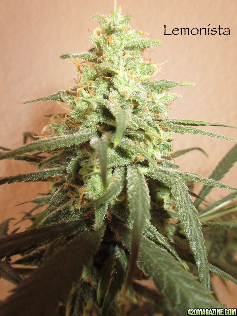 lemonista_bud_2_31.jpg