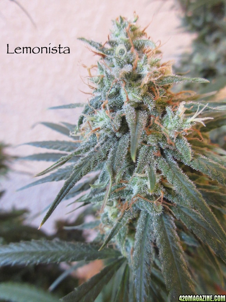 lemonista_bud_3-9-161.jpg