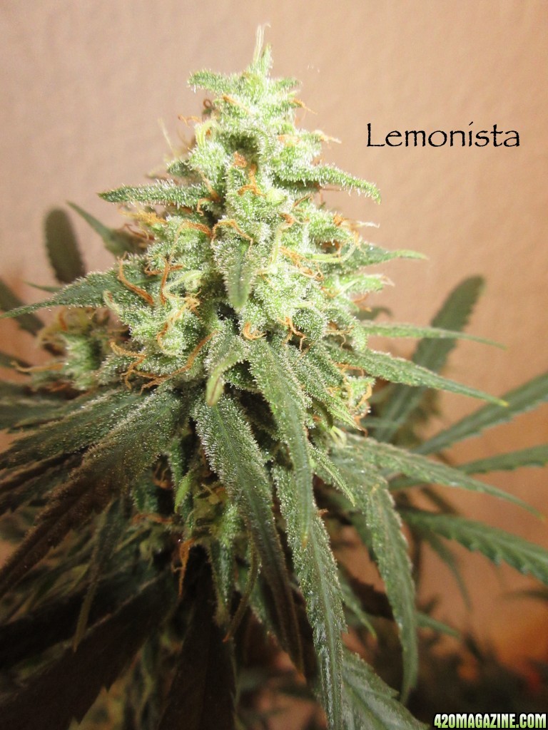 lemonista_bud_3_3-9-161.jpg