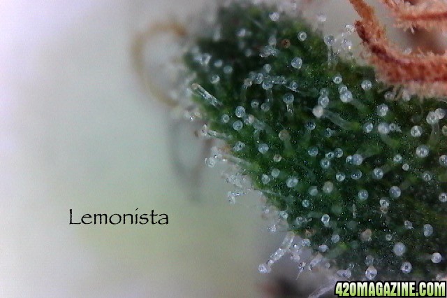 lemonista_tric_3-7-16.jpg