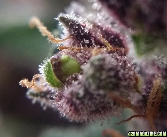 lil_purp_seeds_1.jpg