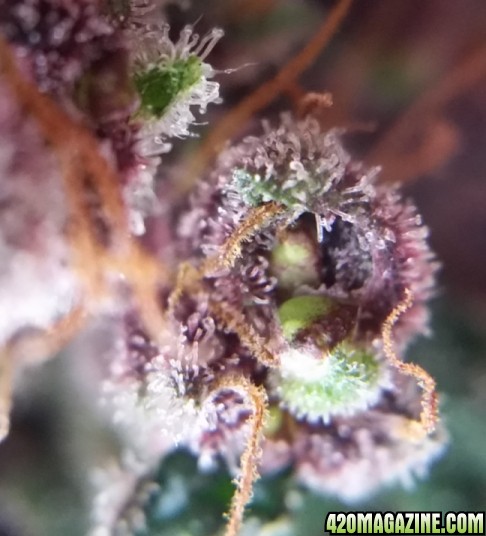 lil_purp_seeds_3.jpg