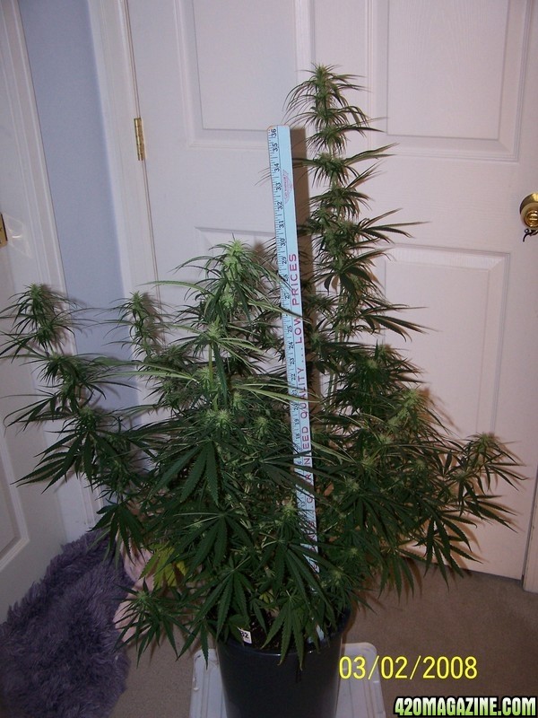 magoo26daysflower.jpg