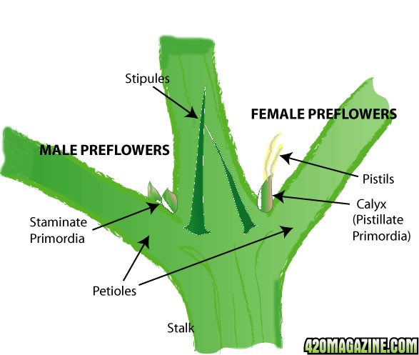 male-female_preflowers.jpg