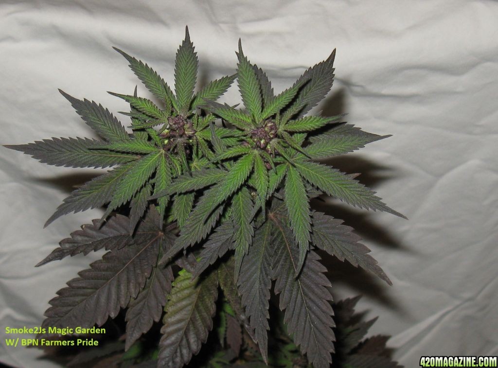 male_hash_plant1a.JPG