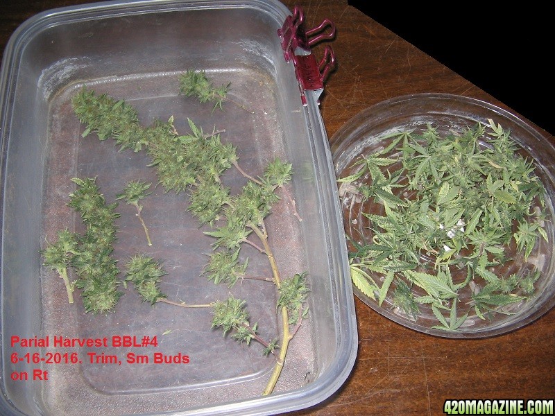 mature_buds-sm_buds-trim.JPG