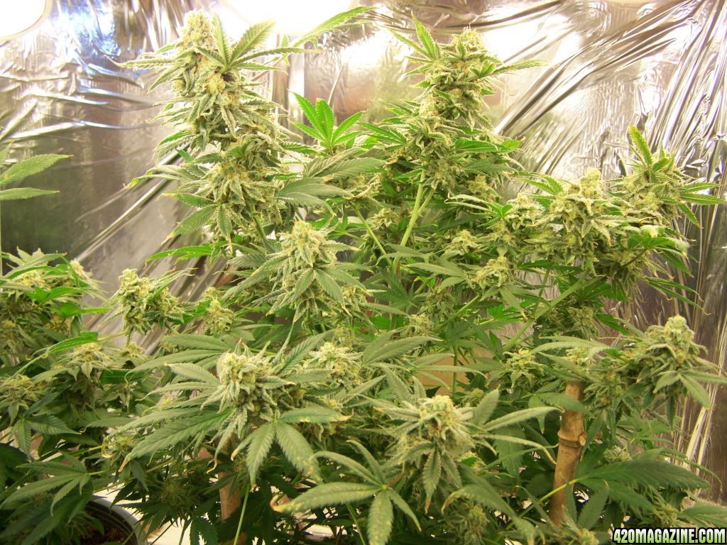 may_6_papaya_clone_001.JPG