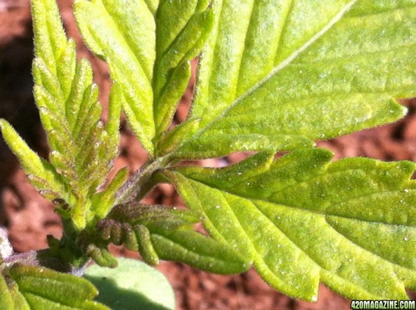 Mutation - Bud growing out of leaf! | 420 Magazine