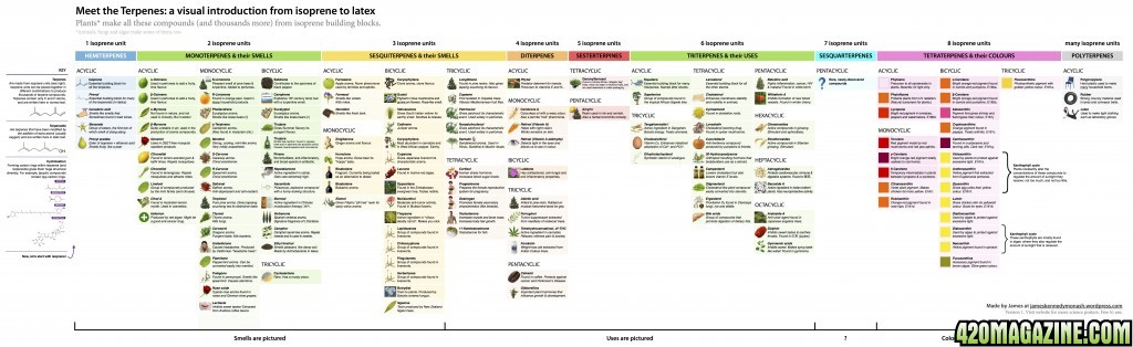 meet-the-terpenes-a-visual-introduction-from-isoprene-to-latex-200dpi.jpg