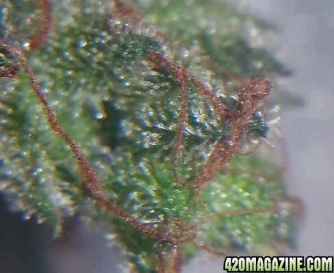 mm_trichs_1.jpg