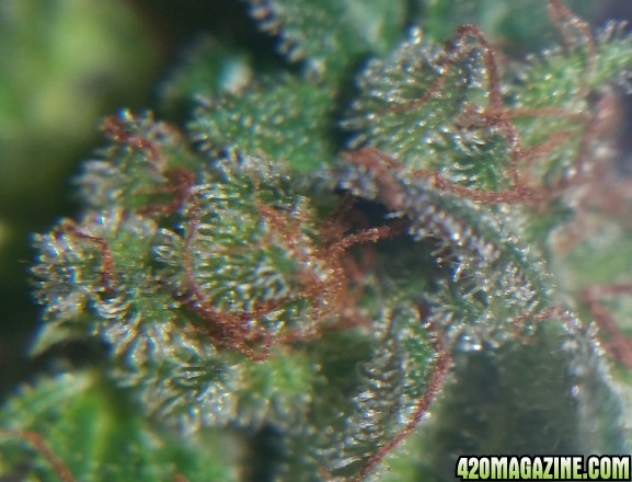 mm_trichs_2.jpg