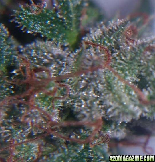 mm_trichs_3.jpg