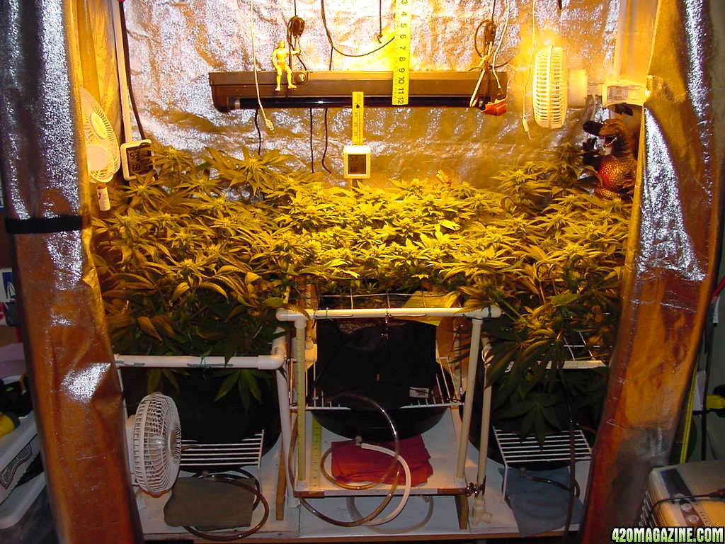 modual_scrog_1.jpg