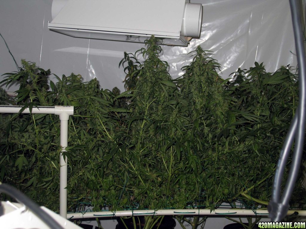 monster_scrog_side.jpg