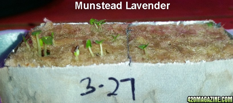 munstead_lavender.jpg