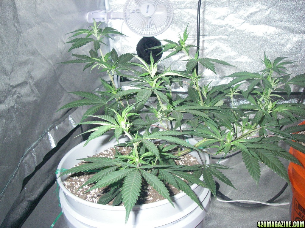 my_grow_259.jpg