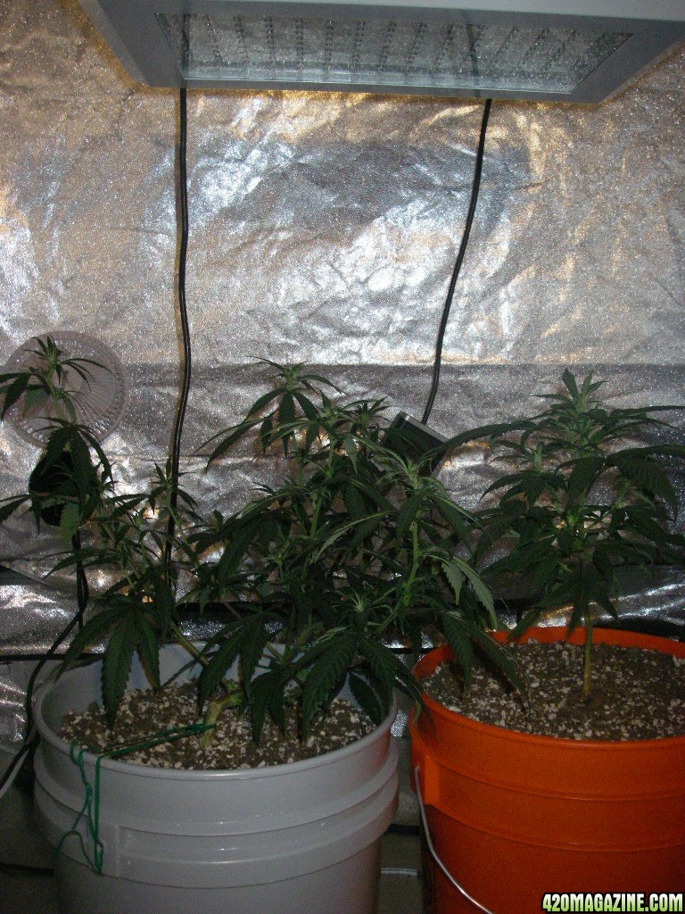 my_grow_304.jpg