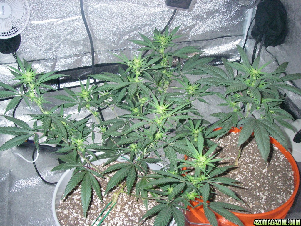 my_grow_308.jpg