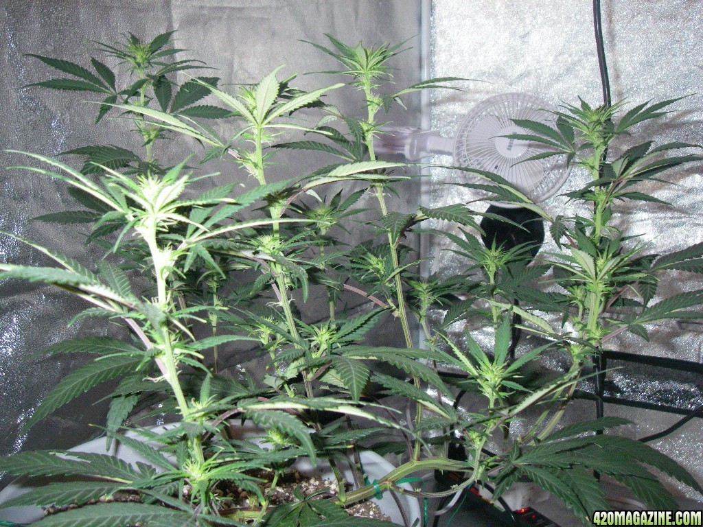 my_grow_310.jpg