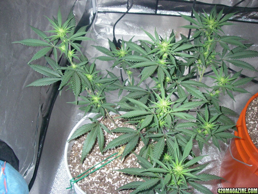 my_grow_313.jpg