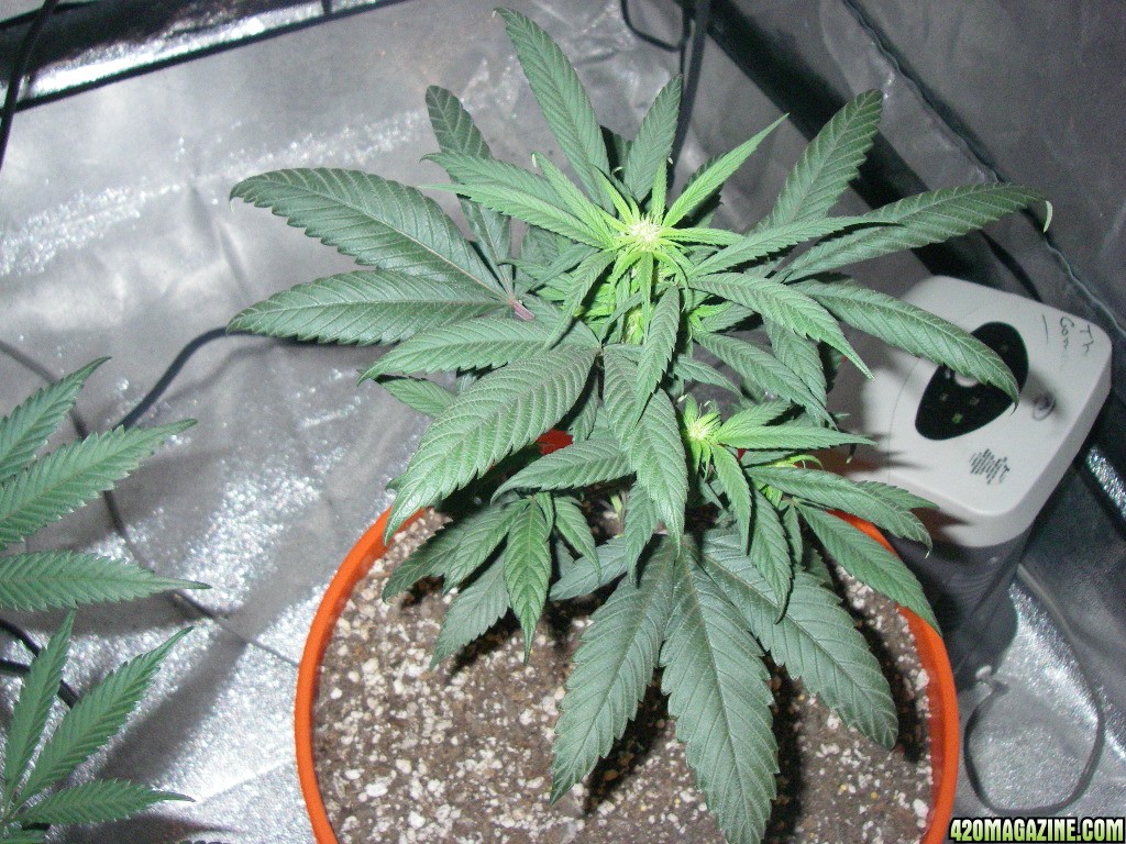 my_grow_315.jpg