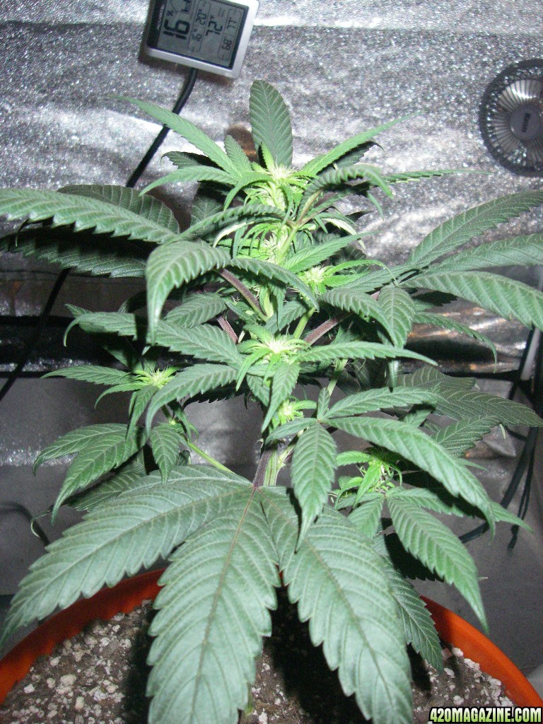 my_grow_317.jpg