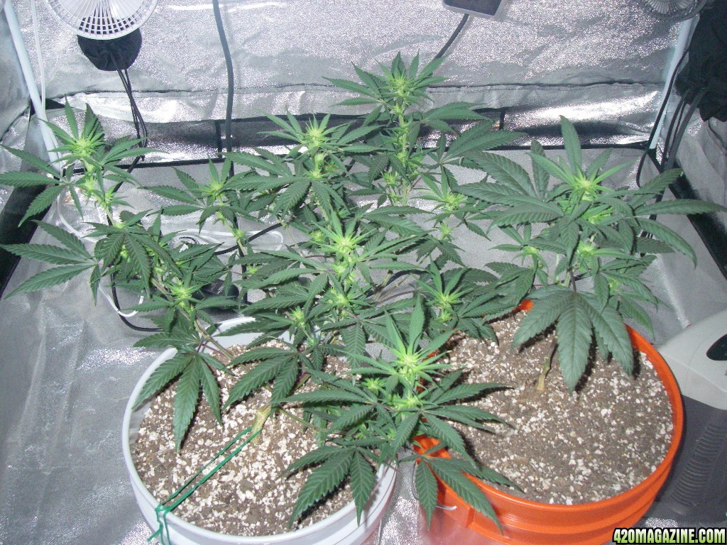 my_grow_319.jpg