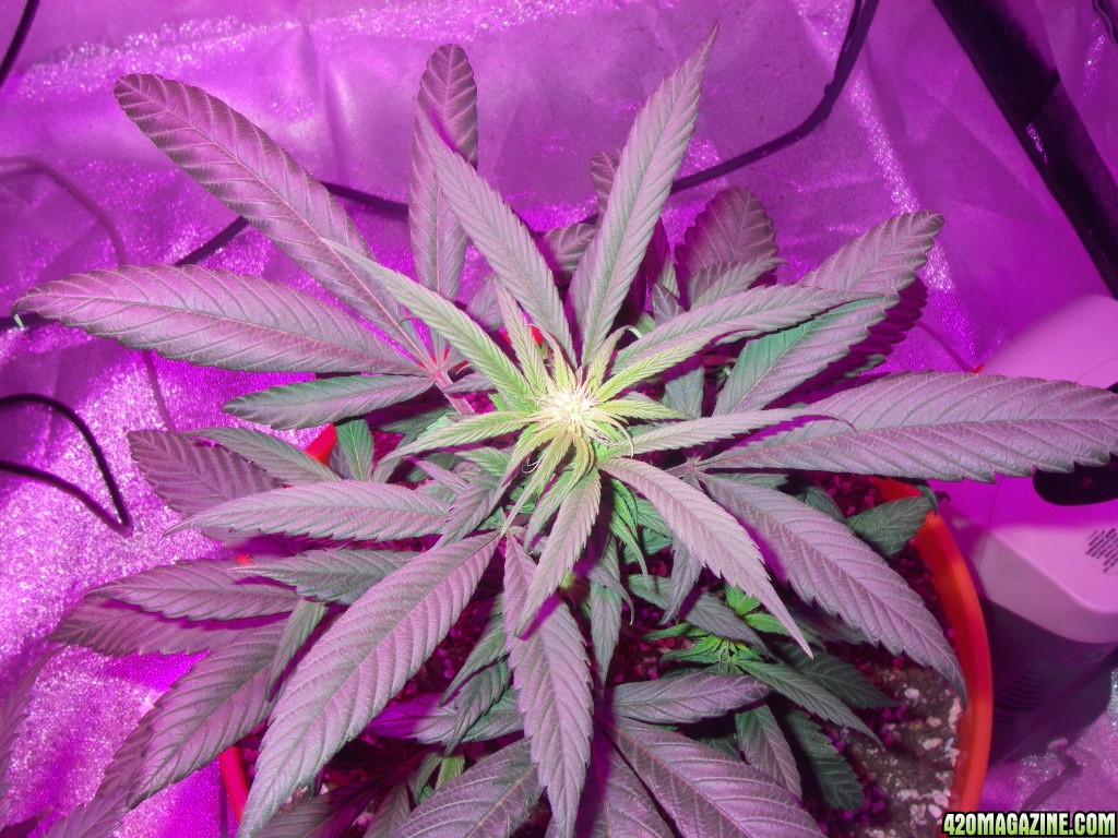 my_grow_323.jpg