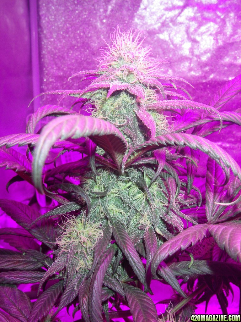 my_grow_385.jpg