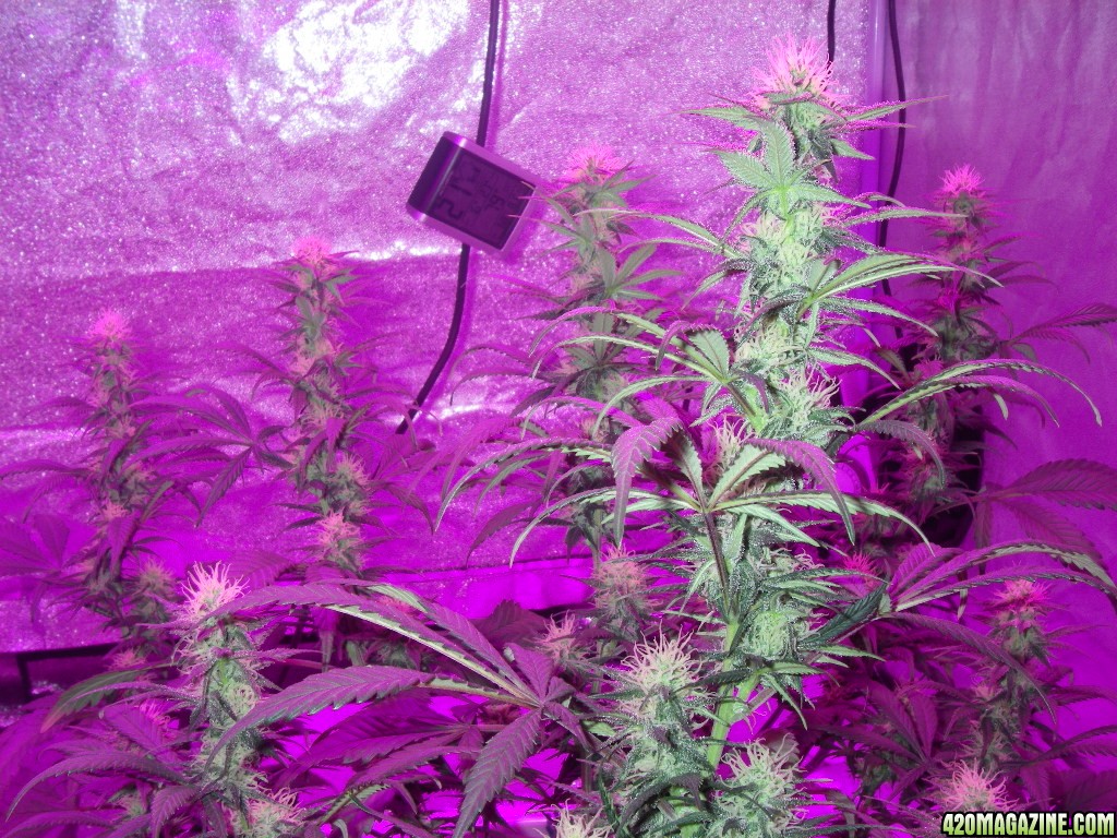 my_grow_391.jpg