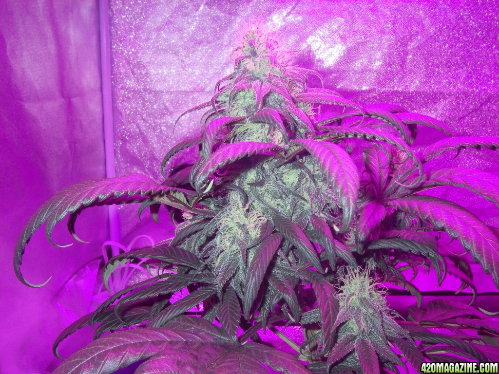 my_grow_396.jpg