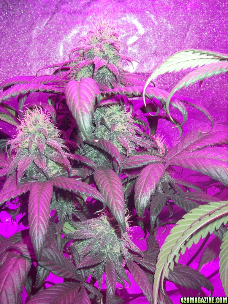 my_grow_3971.jpg