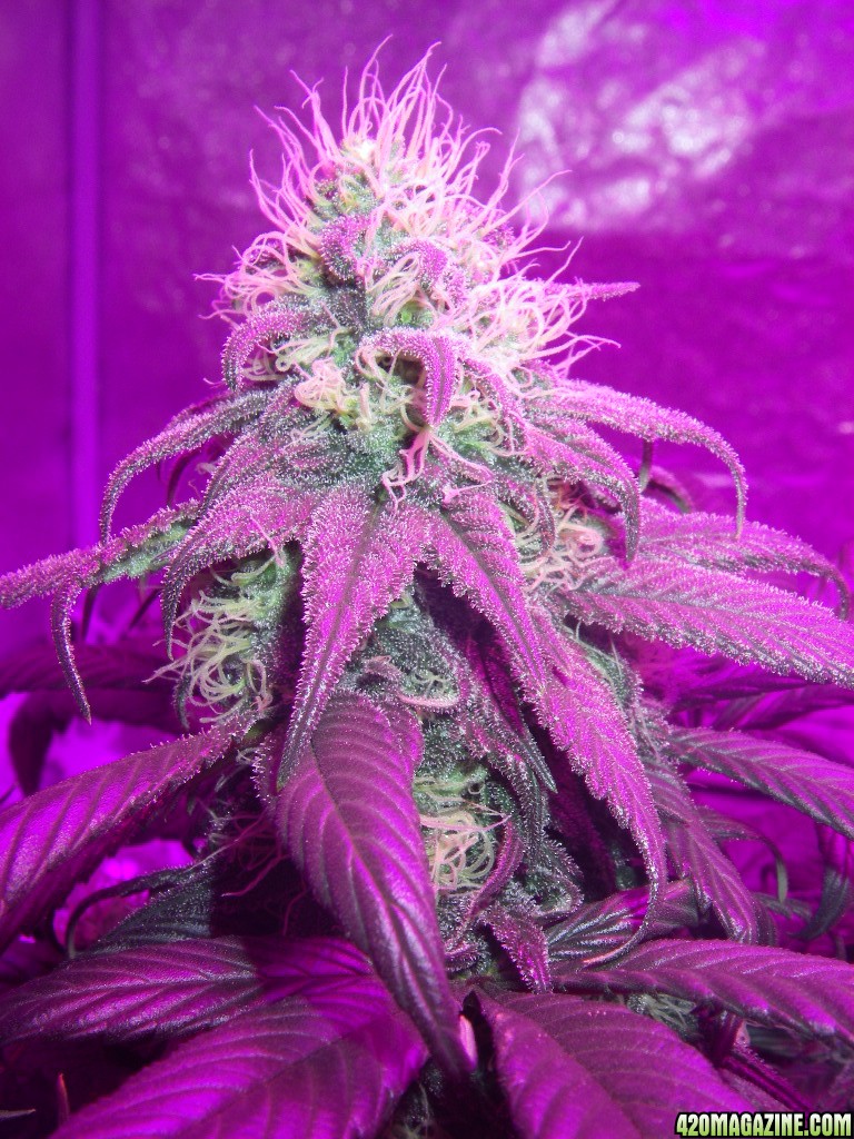 my_grow_3991.jpg