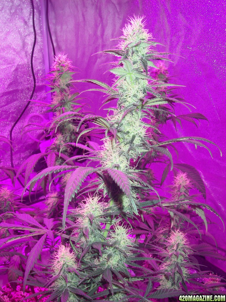 my_grow_4001.jpg