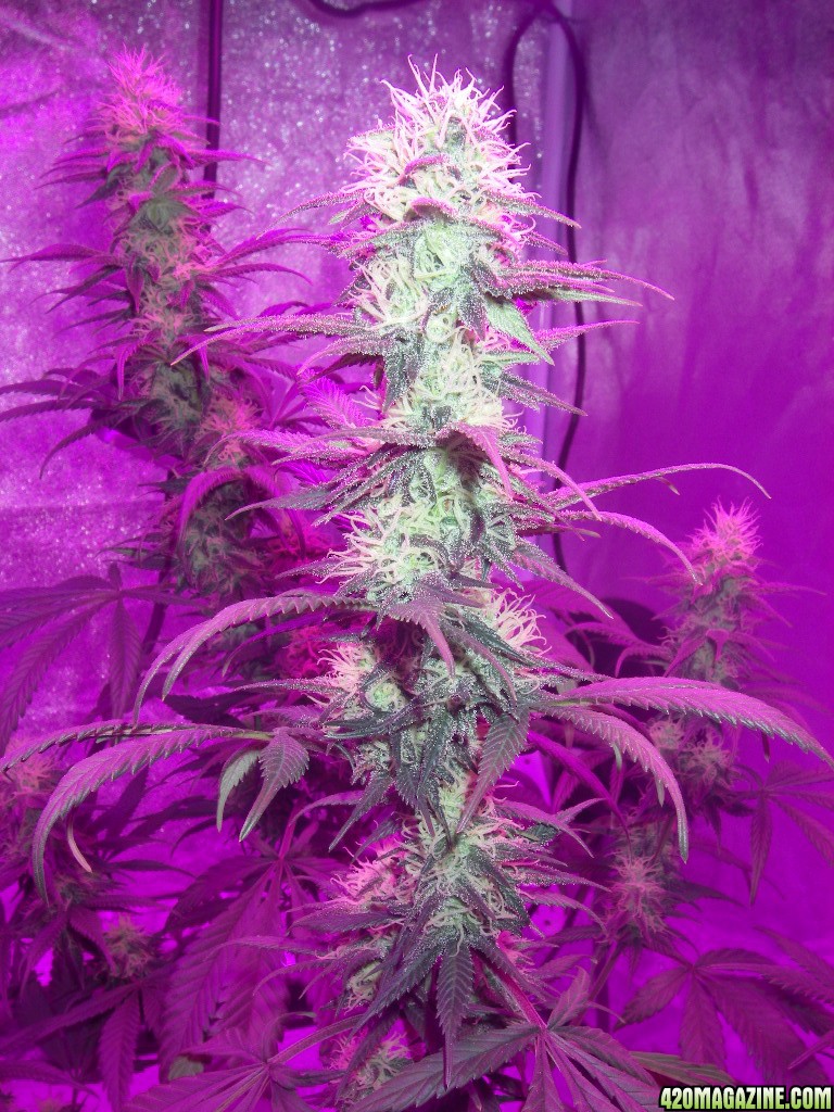 my_grow_4011.jpg