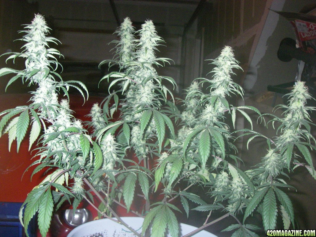 my_grow_405.jpg