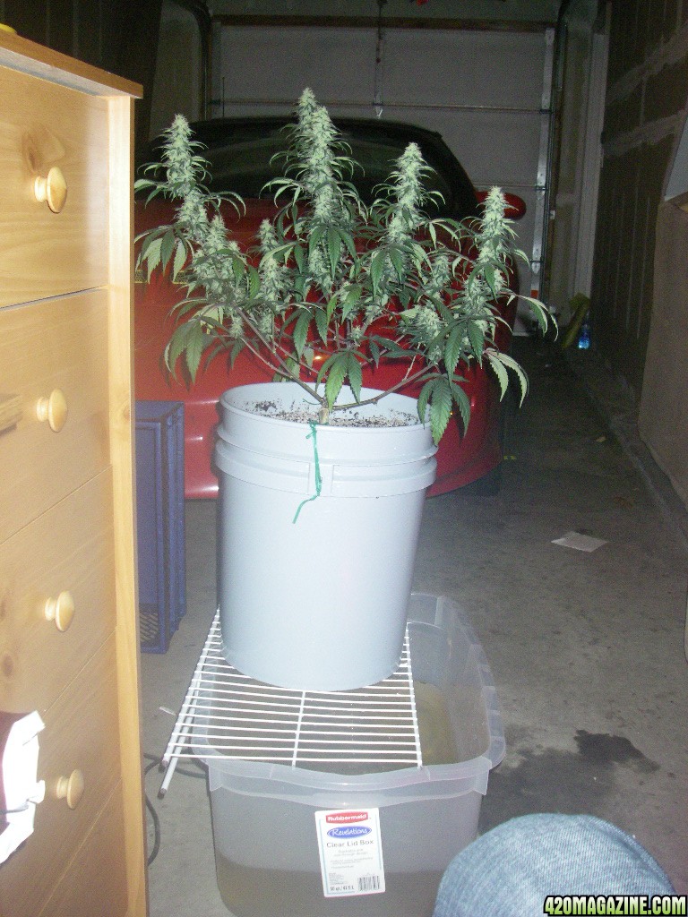 my_grow_406.jpg