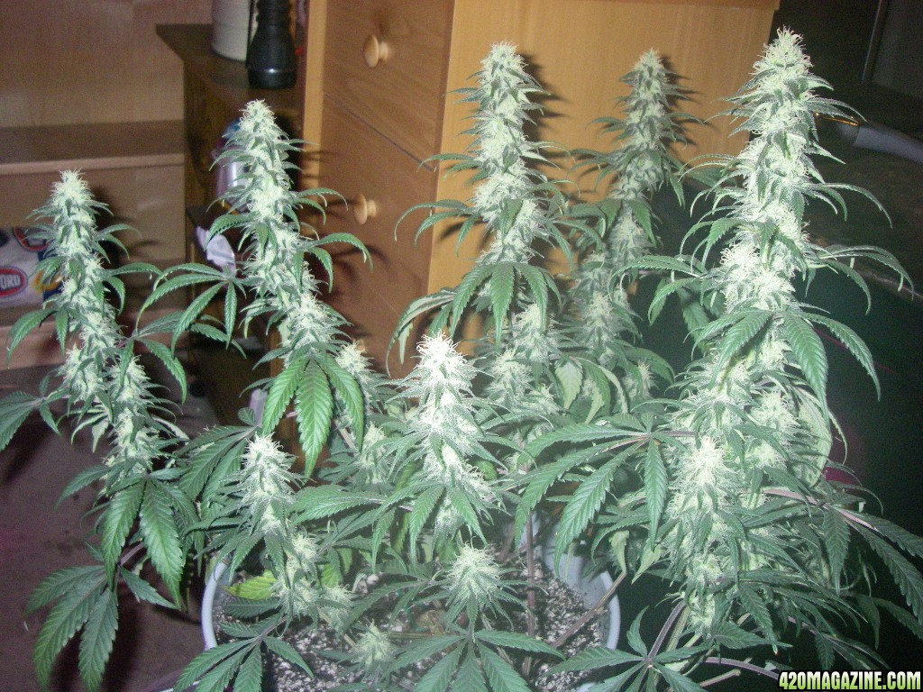 my_grow_407.jpg