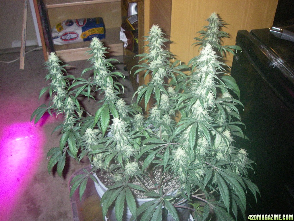 my_grow_408.jpg