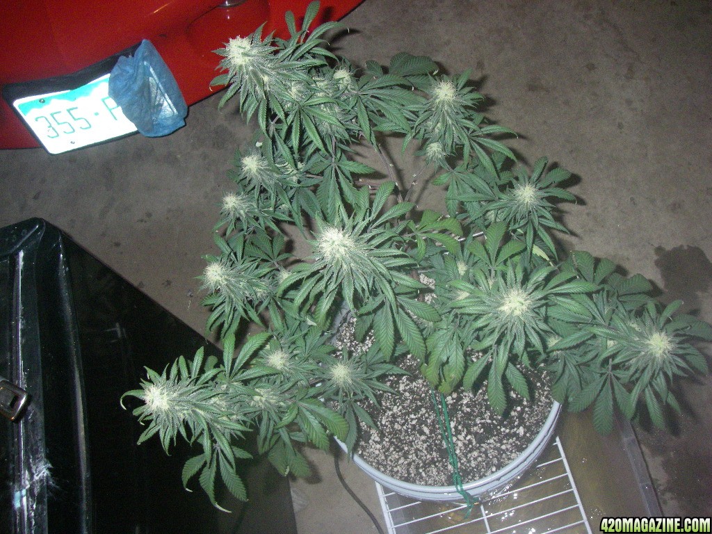 my_grow_409.jpg