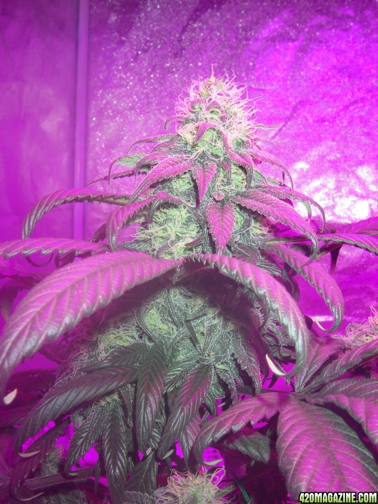 my_grow_415.jpg