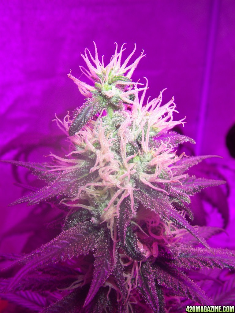 my_grow_422.jpg