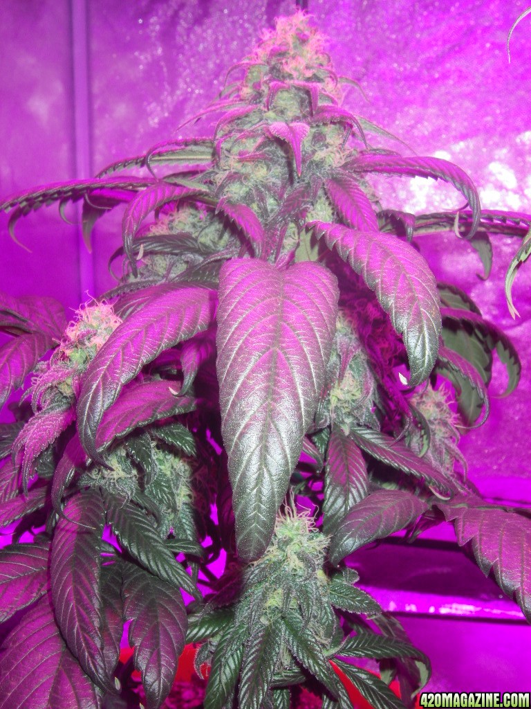 my_grow_442.jpg