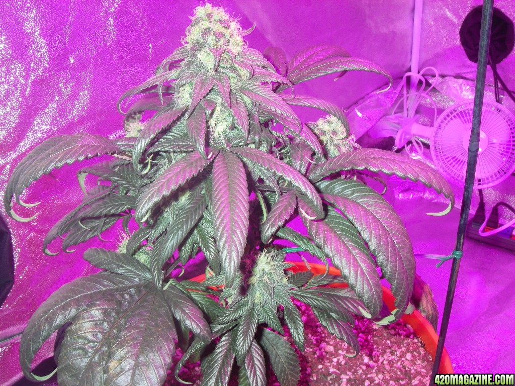 my_grow_443.jpg