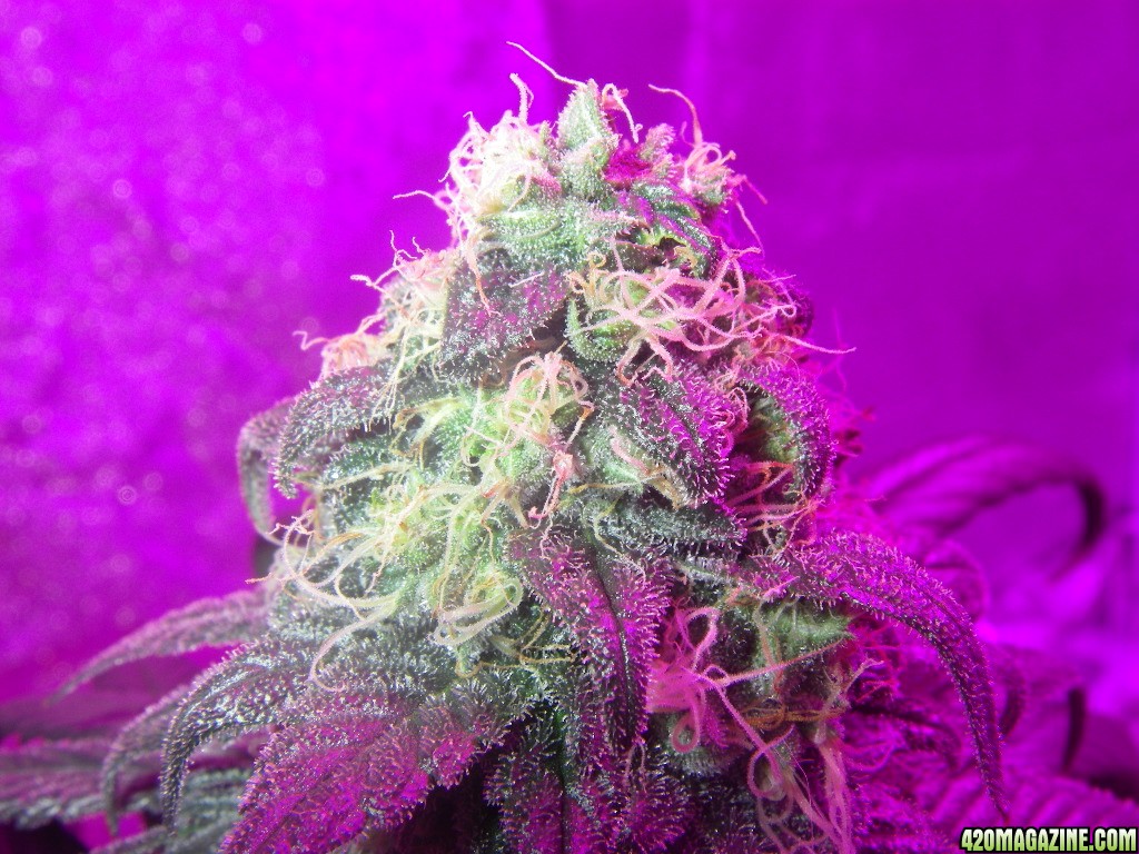 my_grow_444.jpg