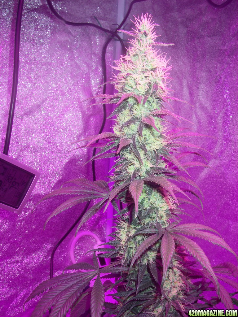 my_grow_446.jpg