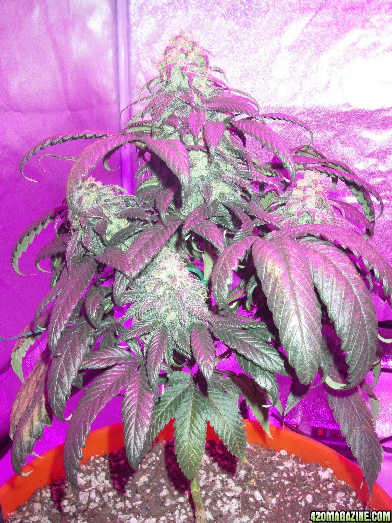 my_grow_455.jpg