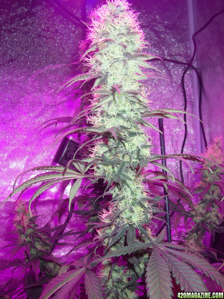 my_grow_459.jpg