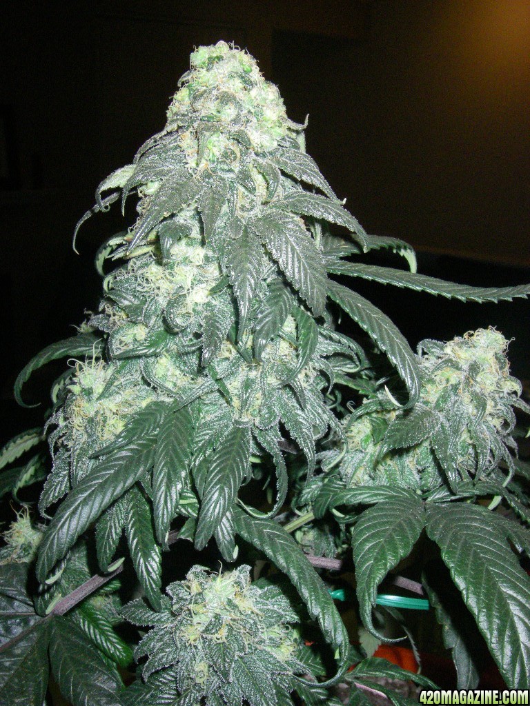 my_grow_467.jpg